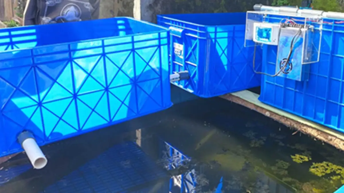 Budidaya glass eel sidat dengan teknologi SIKUSIRBIRU 2024.