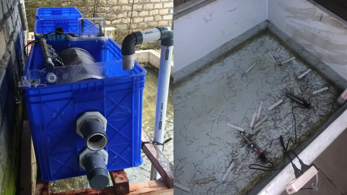 Budidaya Glass Eel Sidat dan Benur Lobster nelayan Tegalbuleud Sukabumi melalui teknologi SIKUSIRBIRU 2024.