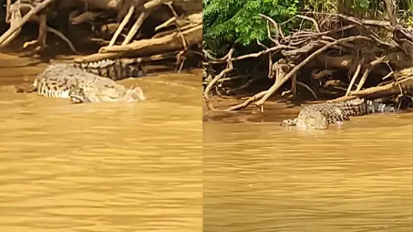 Tangkapan layar kemunculan buaya di Sungai Ciselang Gegerkan Warga Ciemas Sukabumi. (Sumber : Facebook/@Kekey Kheyna).