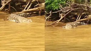 Tangkapan layar kemunculan buaya di Sungai Ciselang Gegerkan Warga Ciemas Sukabumi. (Sumber : Facebook/@Kekey Kheyna).