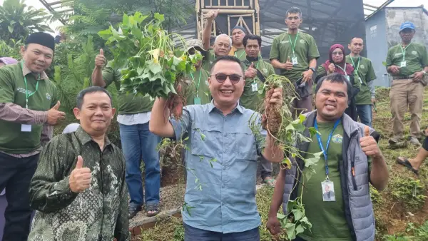 Panen ubi Jepang hidiroponik di Cisarua Kecamatan Cikole Kota Sukabumi (Sumber: dok mitra tani)