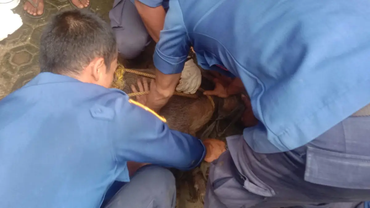 2 Babi Hutan Masuk Kampung di Citanglar Surade: 1 Lolos, 1 Lainnya Terjebak di Kandang Ayam