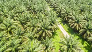 Ilustrasi perkebunan sawit. (Sumber Foto: Istimewa)