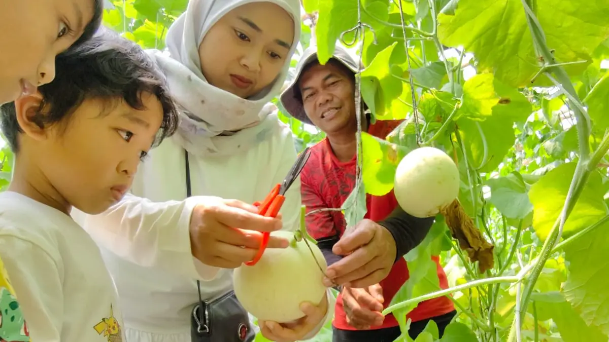 Wisata Kampung Melon Sukabumi, Mengenal Cucumis Melo dari Berbagai Negara