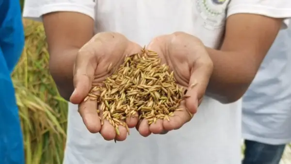 Padi jenis Kebuli hasil panen petani milenial kelompok IWAN di Cicurug Sukabumi. Senin (5/1/2026). (Sumber: Istimewa)