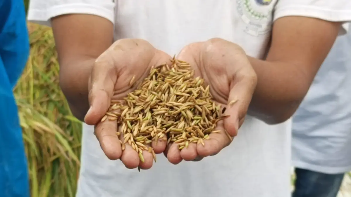 Di Tengah Gempuran Kimia, Petani Cicurug Tingkatkan Hasil Panen Dengan Pupuk Organik