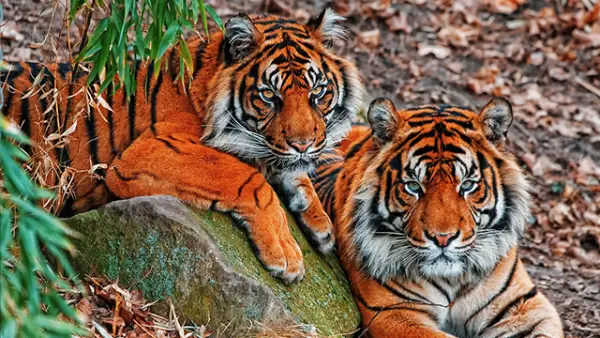 Ilustrasi - Video dugaan Harimau Jawa di Desa Cipendeuy, Surade, Sukabumi, menghebohkan warganet. (Sumber : Pixabay.com/@dolm06).