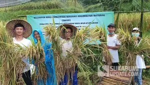 Petani Kelompok Tani Indonesia Wahana Agrikultur Natural (IWAN) menunjukkan hasil panen padi Kebuli organik di Kampung Cipari, Desa Cisaat, Kecamatan Cicurug, Kabupaten Sukabumi. (Sumber : SU/Ibnu Sanubari/Turangga Anom).