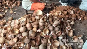 Kopra kelapa produk Tegalbuleud, Kabupaten Sukabumi | Foto : Ragil Gilang