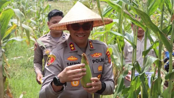 Kapolres Sukabumi Kota, AKBP Ardian Satrio Utomo saat panen raya jagung di Sukaraja, Sukabumi. Kamis (8/1/2026). (Sumber: Istimewa)