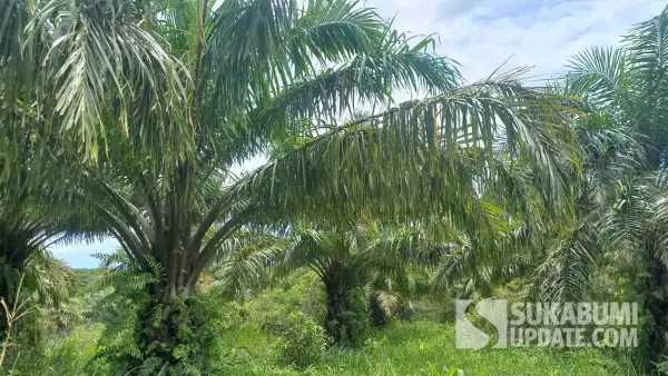 Perkebunan sawit yang berlokasi di Kecamatan Ciemas, Kabupaten Sukabumi. (Sumber: SU/Ragil Gilang)