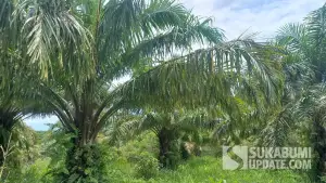 Perkebunan sawit yang berlokasi di Kecamatan Ciemas, Kabupaten Sukabumi. (Sumber: SU/Ragil Gilang)