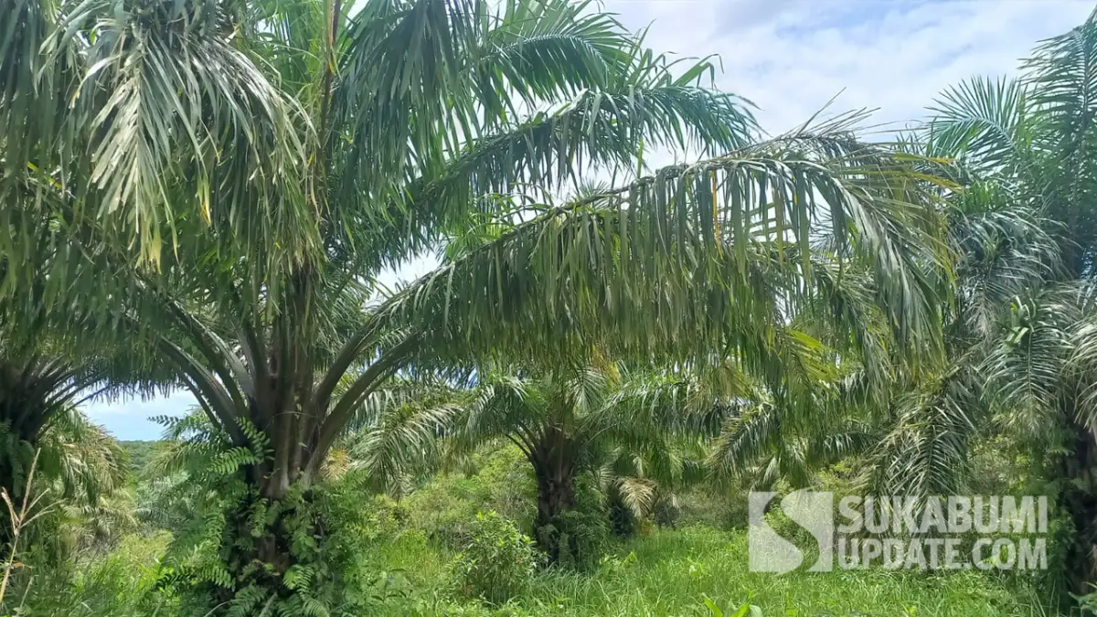 2 Pemdes di Ciemas Kelimpungan, Perkebunan Sawit di Wilayahnya Belum Lunasi PBB