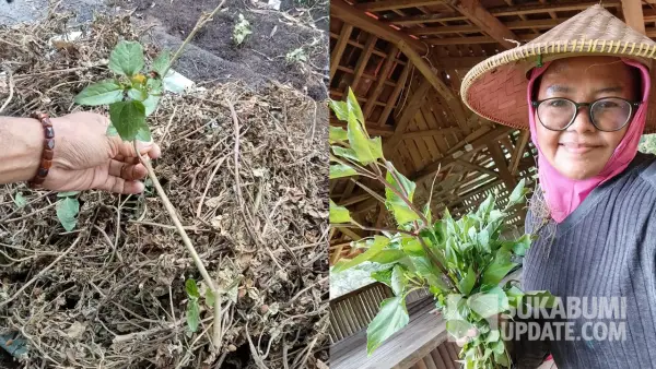 Warga Purabaya Sukabumi saat memetik Jotang untuk diolah menjadi minyak atsiri | Foto : Ragil Gilang