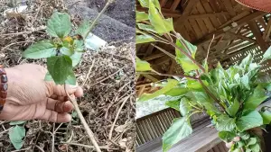 Tanaman Jotang | Foto : Ist