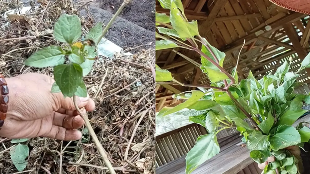 Manfaat Jotang, Tanaman Liar yang Kini Dikembangkan di Sukabumi