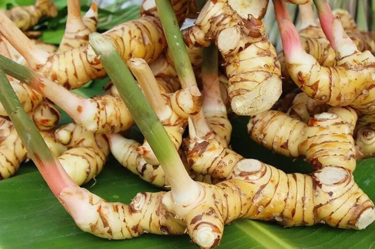 Tak Sekadar Bumbu Masak, Ini 7 Khasiat Lengkuas bagi Kesehatan