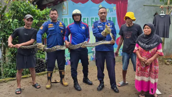 Ular sanca kembang sepanjang 4 meter dievakuasi petugas Damkar Cisaat setelah ditemukan bersembunyi di kandang ayam warga di Cicantayan Sukabumi. (Sumber Foto: Istimewa)