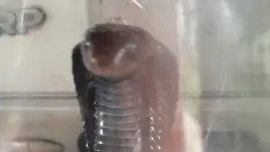 Baby Kobra yang ditemukan masuk ke rumah warga Kebonpedes Sukabumi (Sumber: damkar)