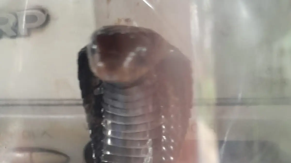 Zahra Warga Kebonpedes Panik! Baby Kobra Tiba-Tiba Muncul Di bawah Kursi Lipat