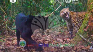 Tertangkap kamera, dua individu macan tutul jawa terlihat beraktivitas di kawasan Taman Nasional Gunung Gede Pangrango. (Sumber : TNGGP).