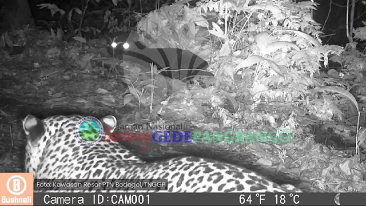 Dua macan tutul jawa yang terekam camera trap di kawasan TNGGP. | TNGGP