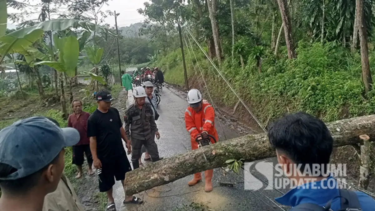 Pohon Jati Putih Tumbang di Sundawenang Parungkuda, Akses Jalan Desa Sempat Terputus