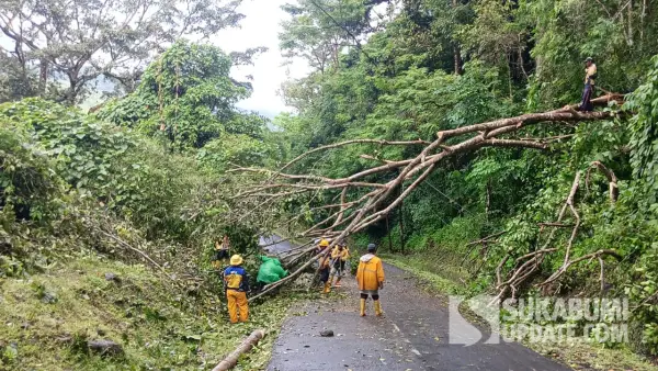 Petugas saat mengevakuasi pohon kiara yang tumbang menutupi Jalan Tamanjaya-Palangpang pada Selasa (20/1/2026). (Sumber: SU/Ragil Gilang)