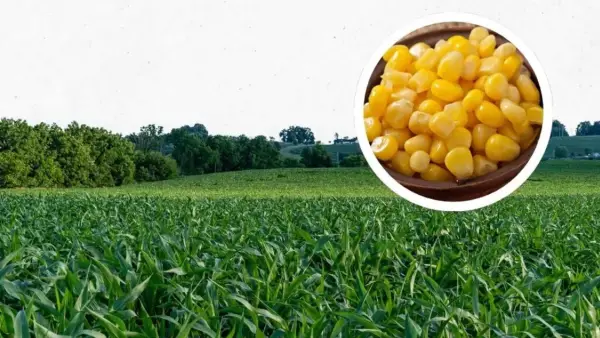 Produksi Jagung di Jawa Barat terus meningkat dalam tiga tahun terakhir berdasarkan data BPS. Foto Hanya Ilustrasi. (Sumber Foto: Freepik/Humas Jabar)