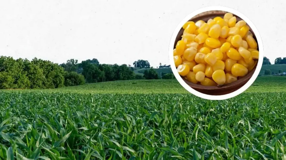 Produksi Jagung Jawa Barat Melesat, Sukabumi Masuk Daerah Penyumbang Terbesar