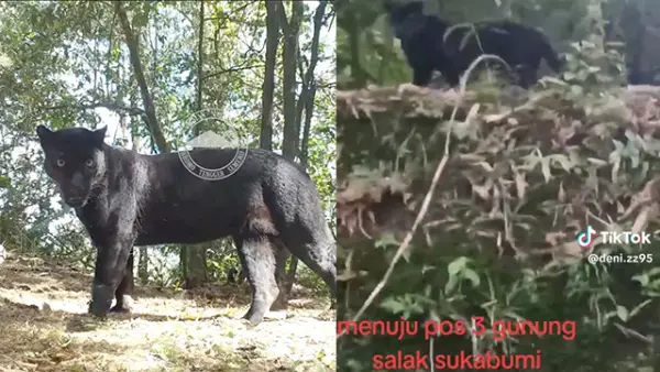(Kiri) Macan tutul jawa di Taman Nasional Bromo Tengger Semeru - (Kanan) Video viral macan tutul jawa di TikTok. (Sumber : Instagram/Kemehut/BBTN Bromo Tengger Semeru/@TikTok @deni.zz95).