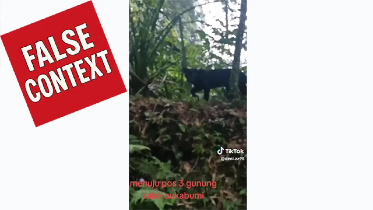 CEK FAKTA: Viral Video Macan Tutul Jawa di Pos 3 Gunung Salak Sukabumi