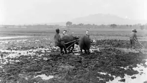 Dari LVD hingga Distanhorti, foto ini merekam perjalanan panjang pembinaan pertanian dan lahirnya inovasi perbenihan di Jawa Barat. (Sumber Foto: Dok. Distanhorti Jabar)