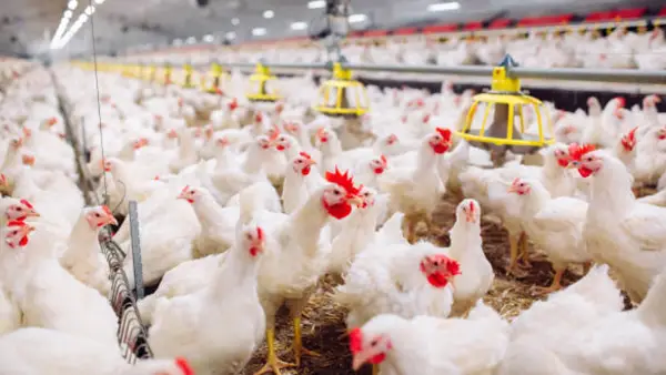 Ilustrasi peternakan ayam | Foto : Pixabay