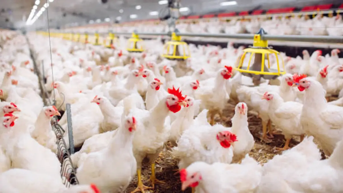 Didukung Dana Rp20 Triliun, Pemerintah Bangun Proyek Peternakan Ayam Mulai 28 Januari