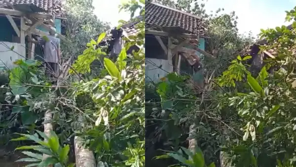 Kondisi dau rumah tertimpa pohon di Sagaranten Sukabumi. pada Sabtu pagi. (Sumber: Istimewa)