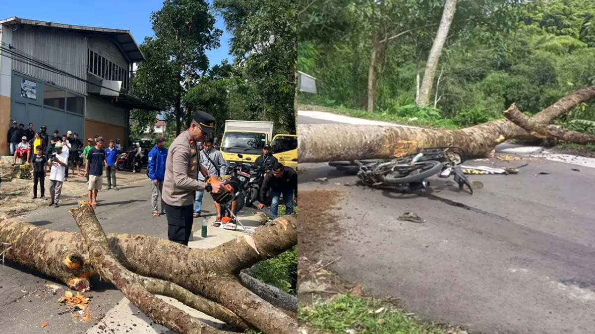 Pohon Tumbang Timpa Motor Saat Melintas Jalan Kadudampit, 2 Pelajar Luka Ringan