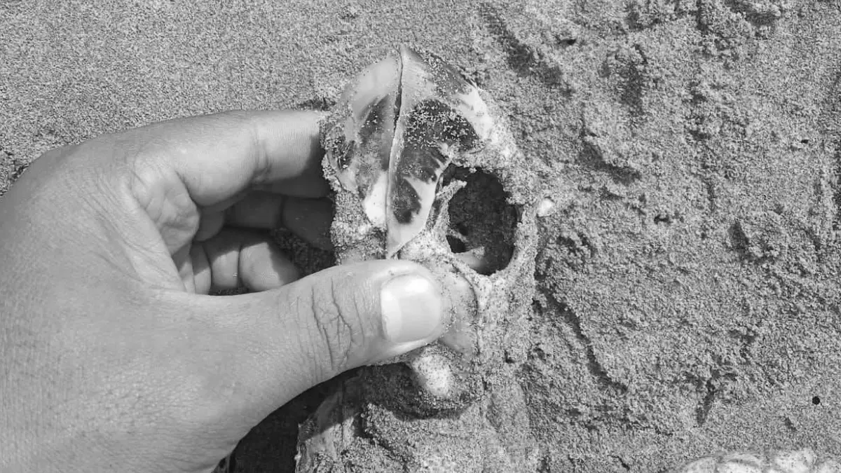 Penyu Hijau Mati di Kawasan Konservasi Pangumbahan Sukabumi dengan Leher Nyaris Putus