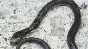 Ilustrasi ular kobra jawa. (Sumber Foto: Istimewa)