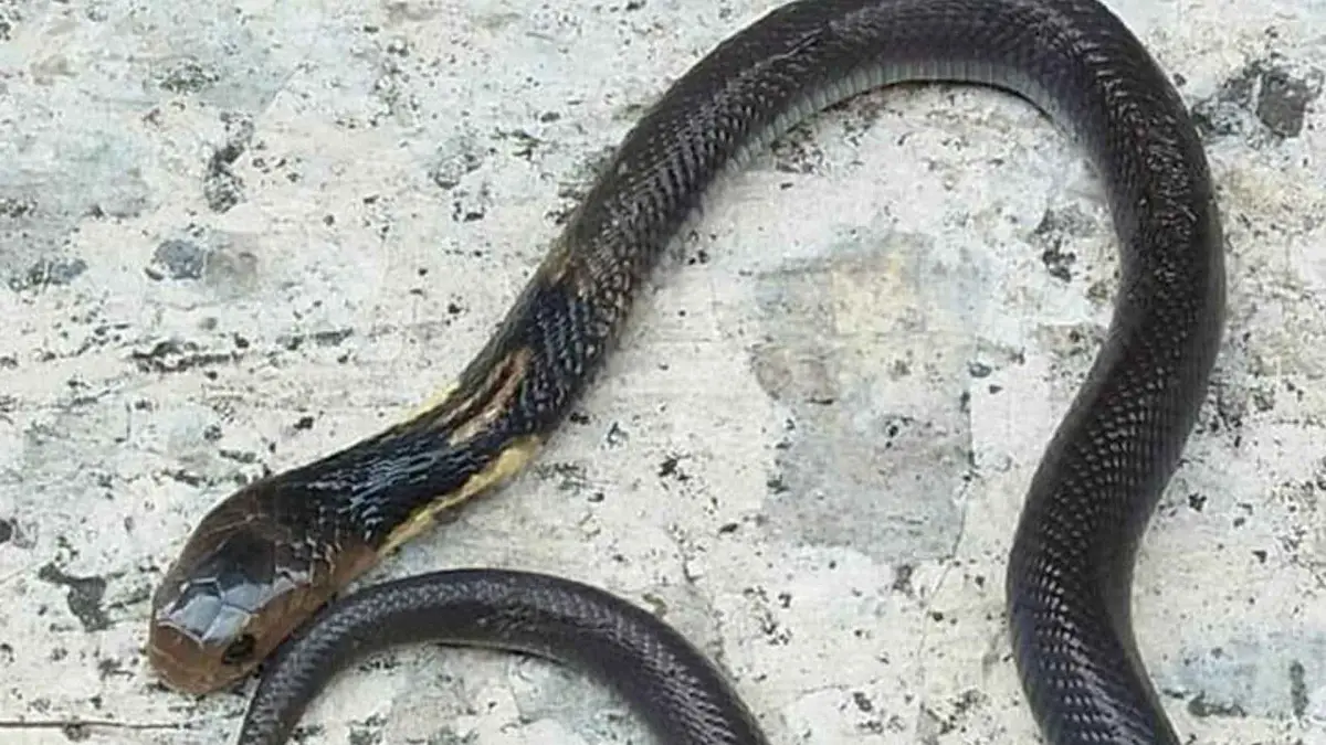 Ngeri! Ular Kobra Jawa Ngumpet di Sela Kasur Kamar Anak di Cimanggu Sukabumi