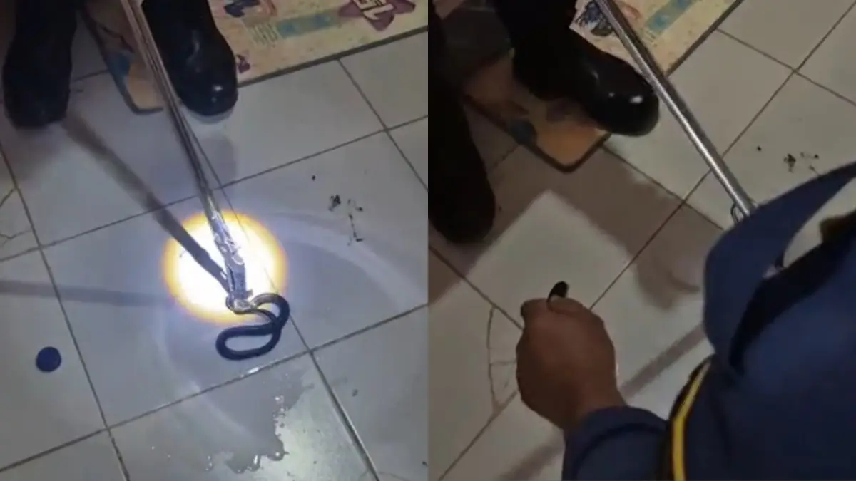 Momen petugas Damkar Jampangkulon mengevakuasi anakan ular kobra jawa dari dalam kamar anak warga Cimanggu Sukabumi.