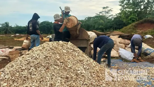 Para petani saat mengolah singkong menjadi Gaplek di Waluran Sukabumi. (Sumber: SU/Ragil Gilang)