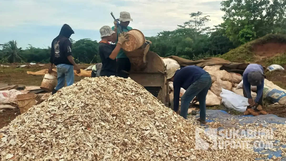 Singkong Manggu Waluran jadi Bahan Baku Gaplek Bernilai Ekonomi