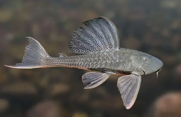 Ilustrasi ikan sapu-sapu, Ikan sapu-sapu secara alami bukan ikan beracun, tetapi ketika hidup di perairan yang tercemar, ikan ini berpotensi membawa zat berbahaya (Sumber : pescagerais)