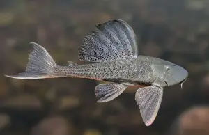 Ilustrasi ikan sapu-sapu, Ikan sapu-sapu secara alami bukan ikan beracun, tetapi ketika hidup di perairan yang tercemar, ikan ini berpotensi membawa zat berbahaya (Sumber : pescagerais)