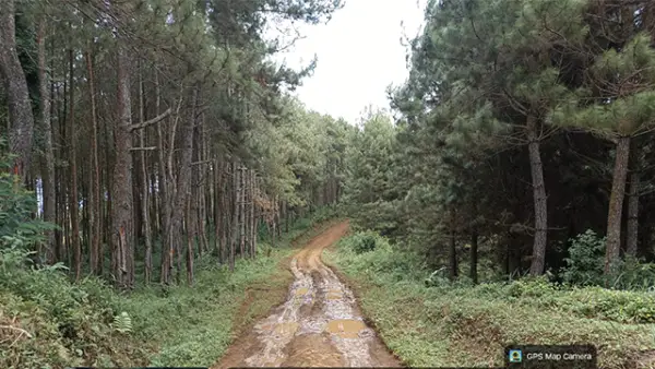 Kondisi Jalan Kabupaten Melewati Hutan Pinus yang Menghubungkan Desa Sukajaya dengan Desa Bantarsari di Kecamatan Pabuaran. (Sumber : Istimewa.).
