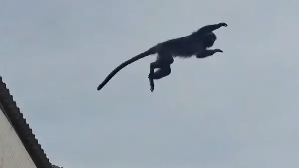 Aksi Lutung Kota di Cibatu Cisaat Kabupaten Sukabumi (Sumber: warga)