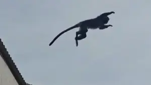 Aksi Lutung Kota di Cibatu Cisaat Kabupaten Sukabumi (Sumber: warga)