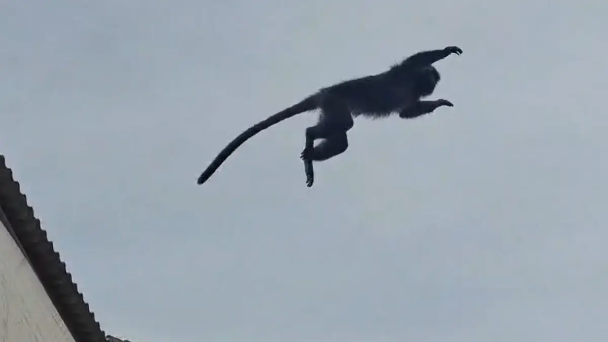 Lutung Kota Muncul Lagi! Cerita Panik Ibu-ibu di Pemandian Umum Cibatu Sukabumi