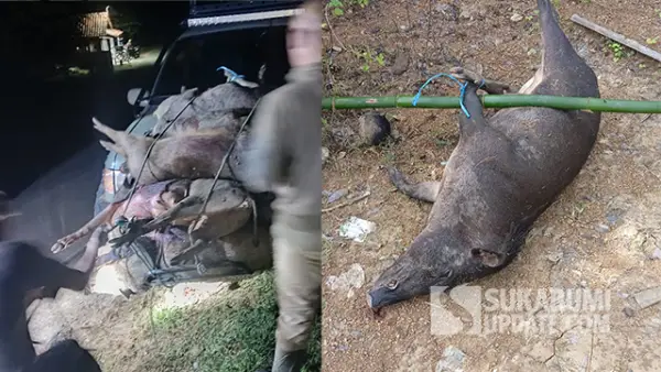 Kondisi babi hutan yang berhasil dilumpuhkan oleh para pemburu. (Sumber : SU/Ragil Gilang)